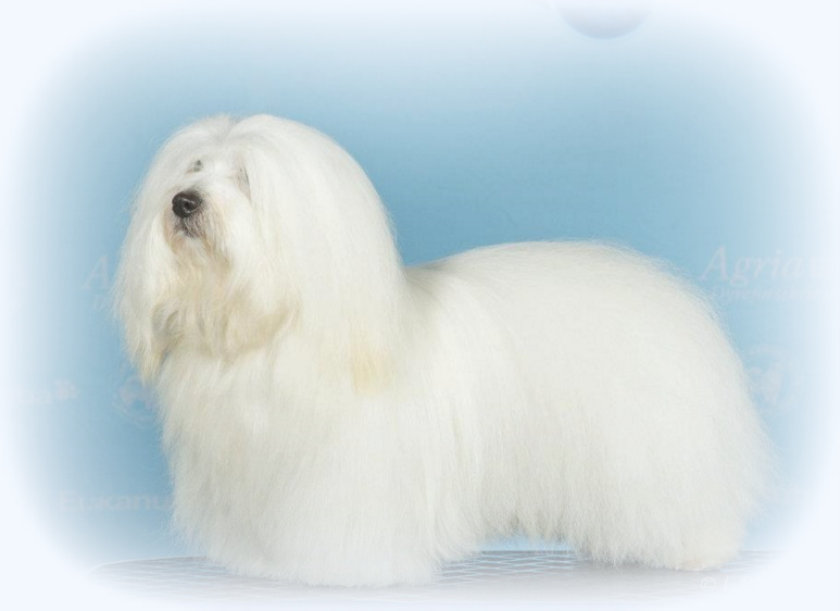 Kuva: Mirkka Ilveskoski, Ilveskosken Kennel