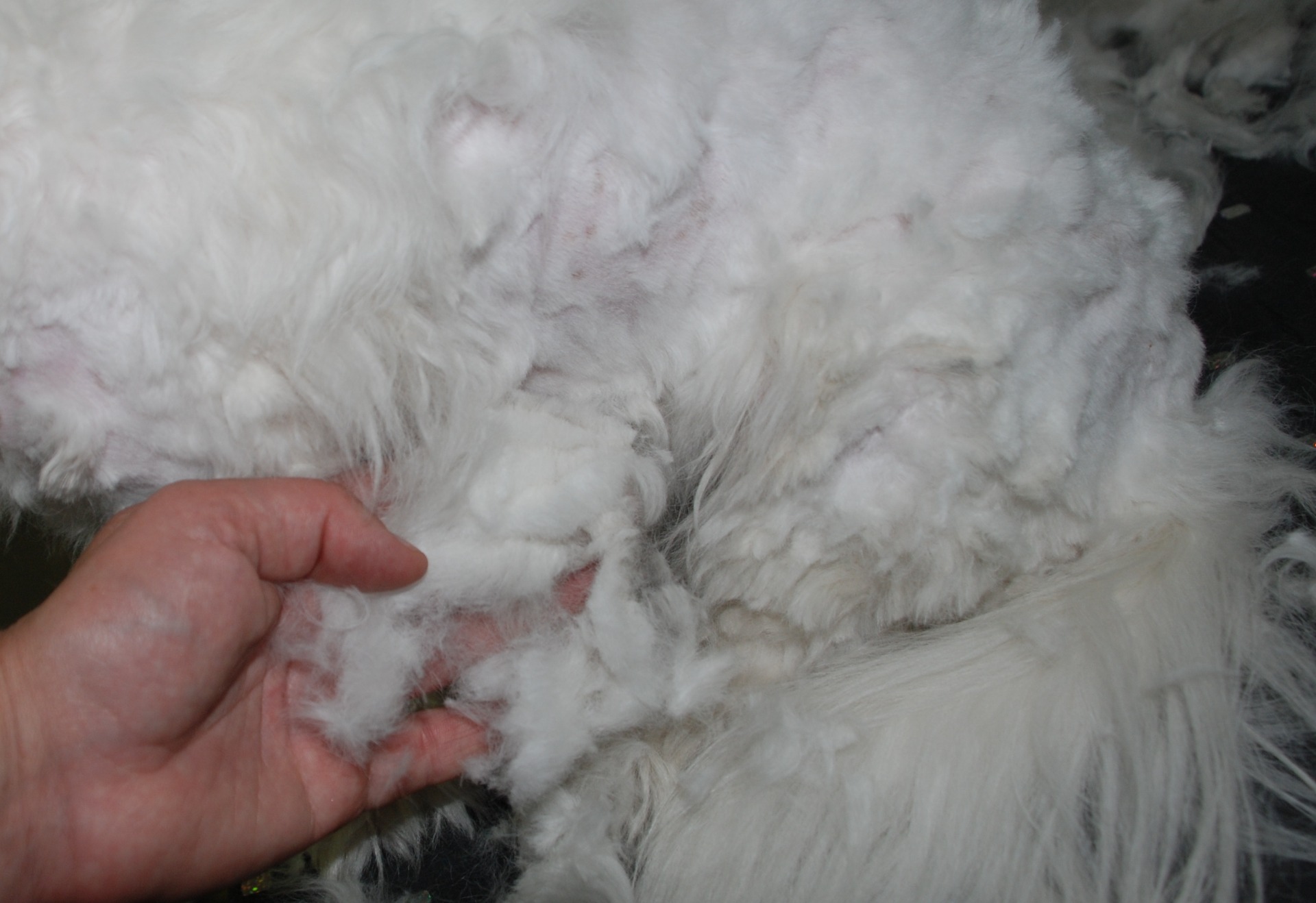 Kuva: Meeri Sevilä-Niang, Kennel CottonFever´s