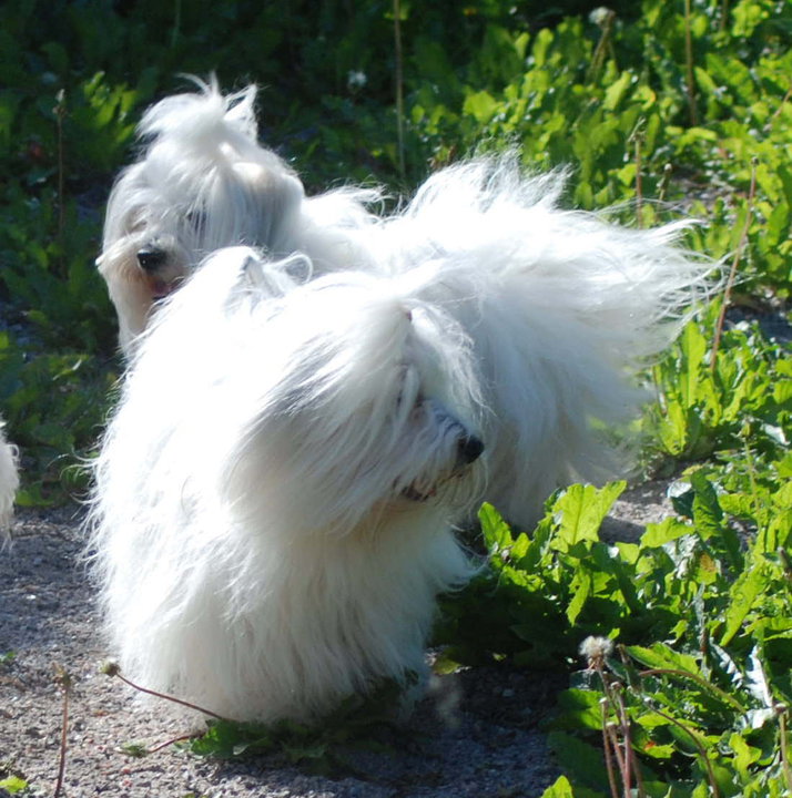 Kuva: Meeri Sevilä-Niang, Kennel CottonFever´s