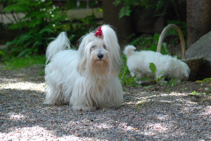 Kuva: Meeri Sevilä-Niang, Kennel CottonFever´s