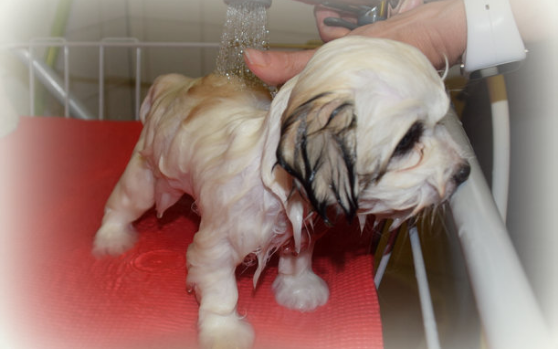 Kuva: Meeri Sevilä-Niang, Kennel CottonFever´s