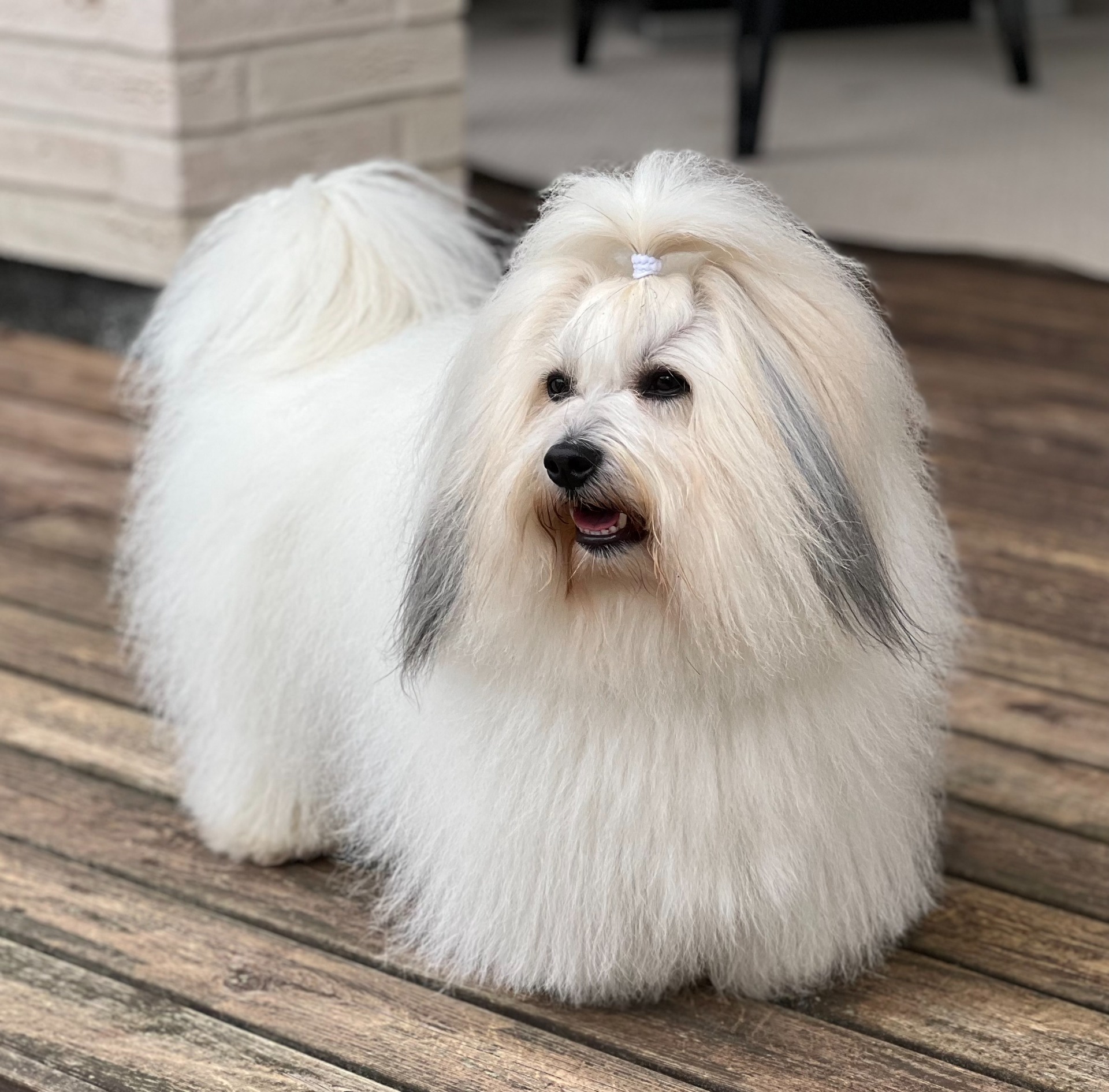 Kuva: Outi Pirnes, Kennel Coton Amitiés