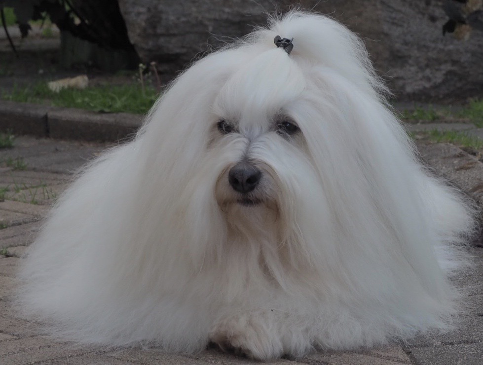 Kuva: Outi Pirnes, Kennel Coton Amitiés