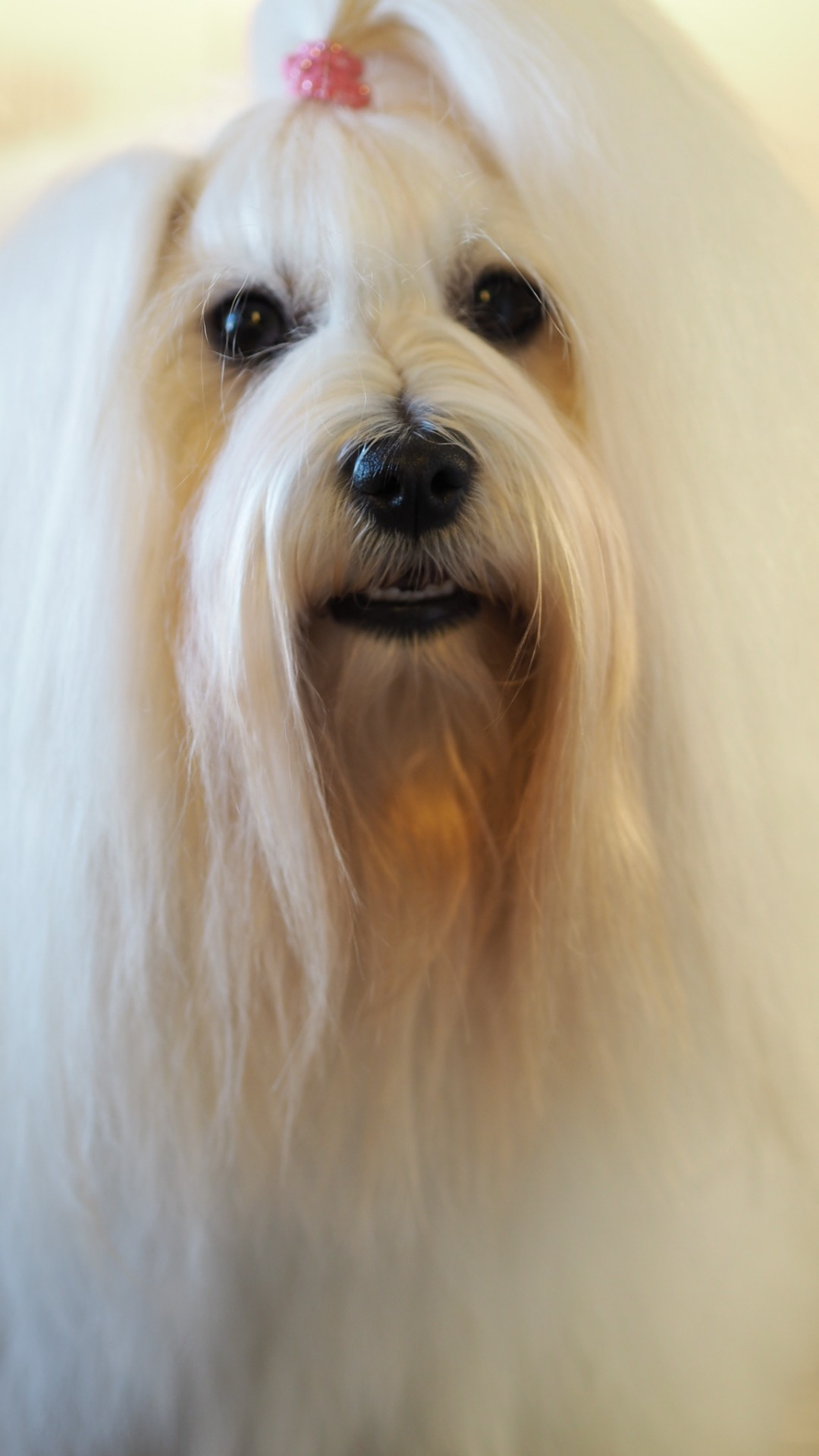 Kuva: Outi Pirnes, kennel Coton Amitiés