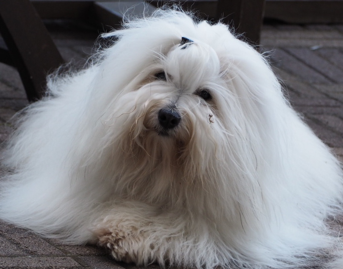 Kuva: Outi Pirnes, Kennel Coton Amitiés