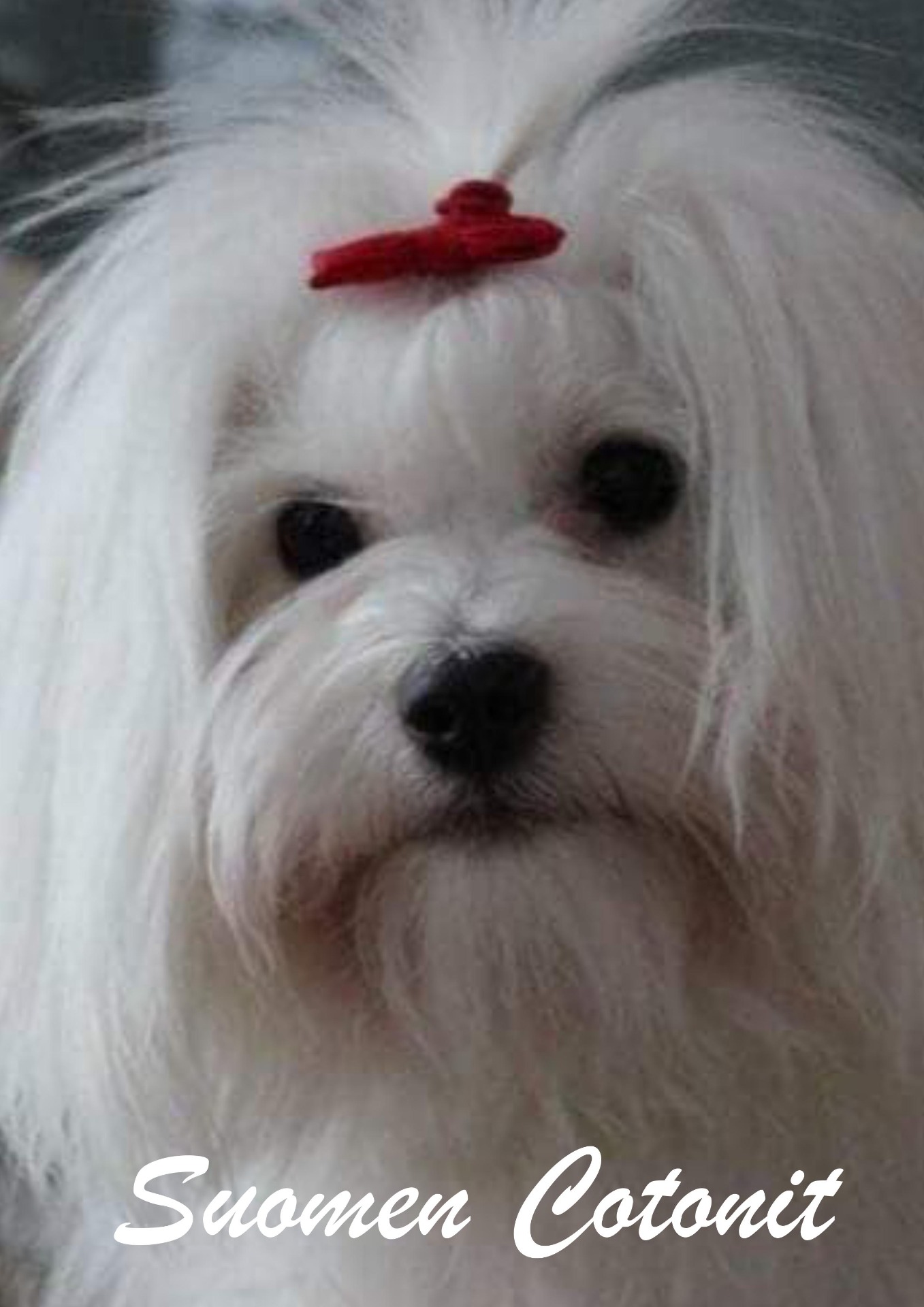 Kuva: Henna Metsovuori, Kennel Charming Steps