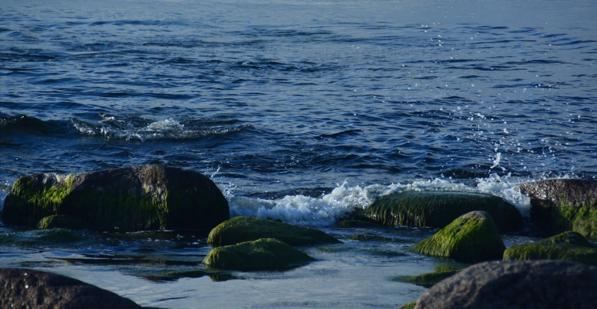 Kuva: Meeri Sevilä-Niang, Kennel CottonFever´s